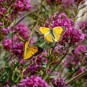 _DSC1989-Edit.jpg
