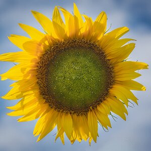 sunflower-3.jpg