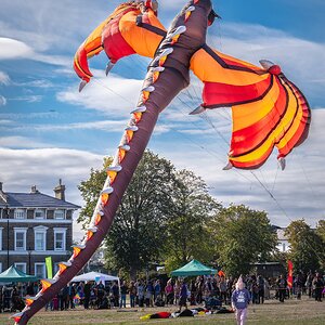 blackheath_kites-8.jpg