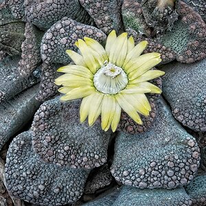 26SA09255-322 titanopsis calcarea.jpg