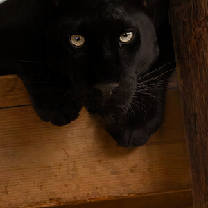 Black Leopard