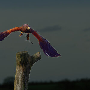 Harris's Hawk