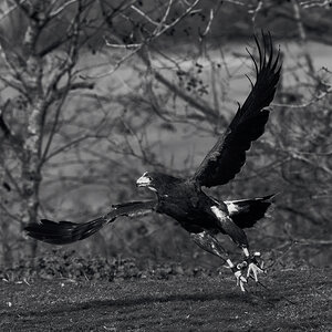 BW Flight.jpg