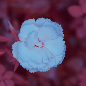 Pinks (That is what this type of Carnation is called.)
