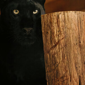 black leopard 3.jpg