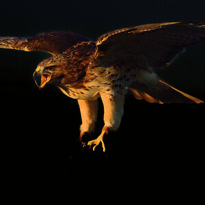 Flying hawk 1.jpg