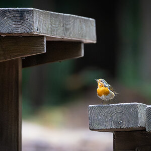 robin_on_seat-5.jpg
