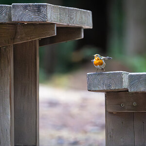 robin_table_takeoff-1.jpg
