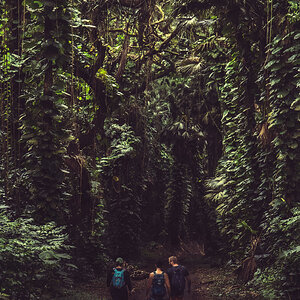 Jungle trekking