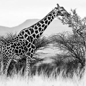 Giraffe-1268.jpg