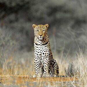 Leopard Okonjima_Marco 1187.jpg