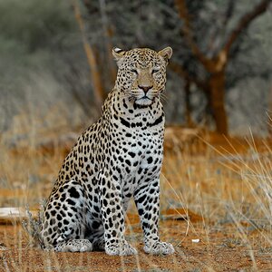 Leopard Okonjima_Marco 1216.jpg