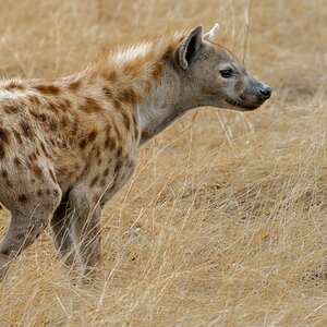 Spotted Hyena 0665.jpg
