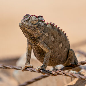 Chameleon-702.jpg