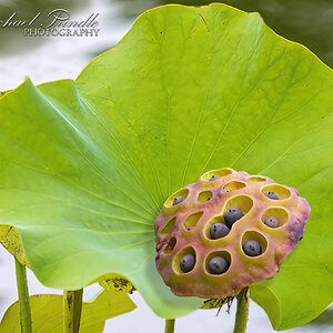 DSC05274 Nelumbo nucifera seed head.jpg