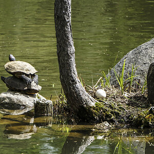 DSC01743-B Two Turtles_sign.jpg