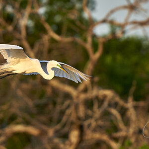 Egret heading for the rookery