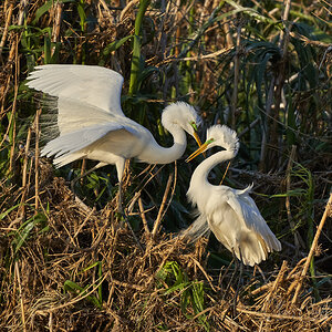 Pair of mating Egrets