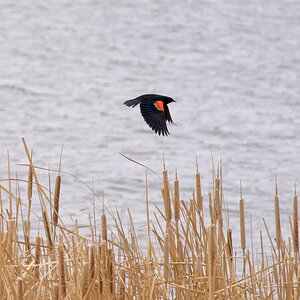 Red-Winged Blackbird leaving the nest area