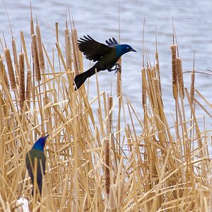 Male Common Grackles hanging out by the nests