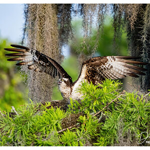 Nesting Osprey.jpg