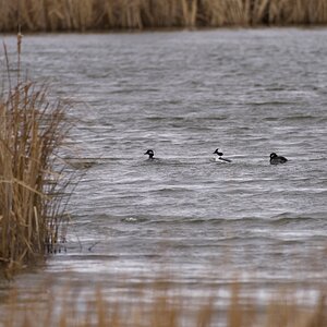 Buffleheads - 2 x female, 1 x male, dripping wet