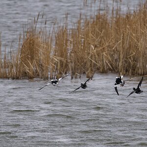 Buffleheads - flying further upstream