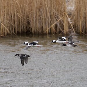 Buffleheads - flying back to the north end of the pond