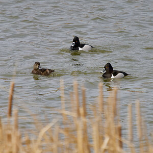 Ring-Necked Ducks - swimming and feeding