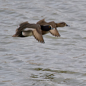 Ring-Necked Ducks - flying low over water