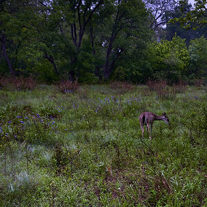 Deer foraging