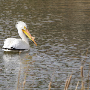 Pelican - resting on the pond