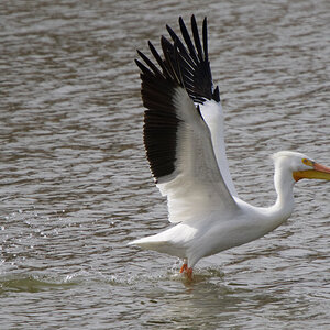 Pelican - lift-off