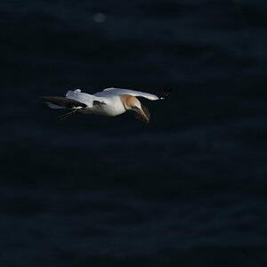 gannet12.jpg