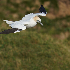 gannet11.jpg