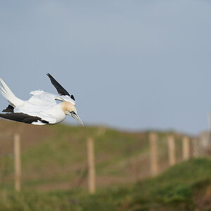 gannet10.jpg