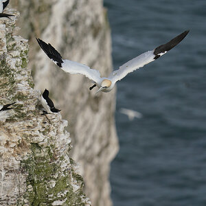 gannet9.jpg