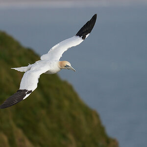gannet8.jpg