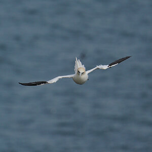 gannet7.jpg