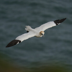 gannet6.jpg