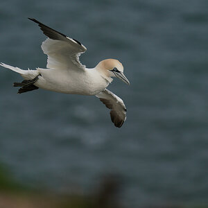 gannet5.jpg