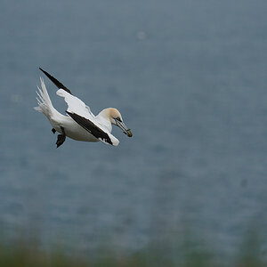 gannet4.jpg