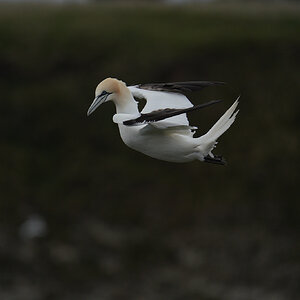 gannet3.jpg