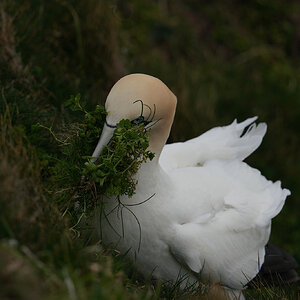 gannet2.jpg