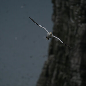 gannet1.jpg