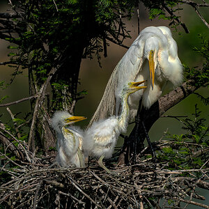 Egret with young