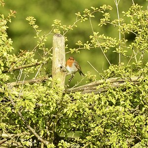A7R4 with 100-400gm f4.5 1000th 400mm 100metres away cropped