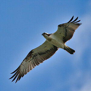 Osprey