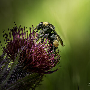 Bumble Bee Pollinating