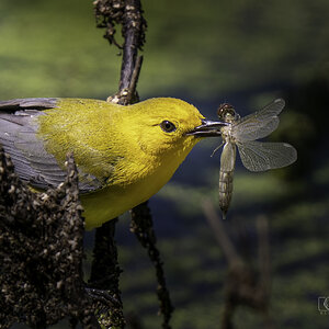 Prothonotary Warbler